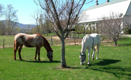 Two of the horses that live at Taraden.